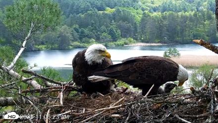 VINS Bald Eagles Nest Live Cams - May 20, 2026, 11:06am EDT