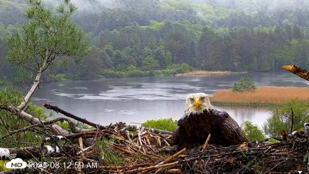 VINS Bald Eagles Nest Live Cams - May 24, 2026, 8:13am EDT