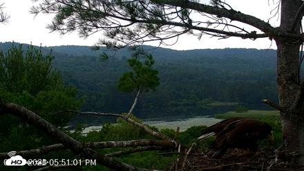 VINS Bald Eagles Nest Live Cams - Jul 21, 2026, 5:51pm EDT