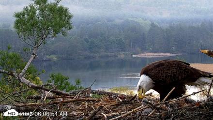 VINS Bald Eagles Nest Live Cams - May 6, 2026, 6:07am EDT