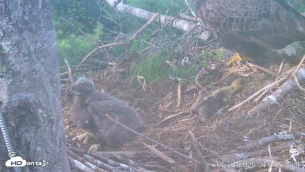 VINS Bald Eagles Nest Live Cams - May 21, 2026, 4:04pm EDT