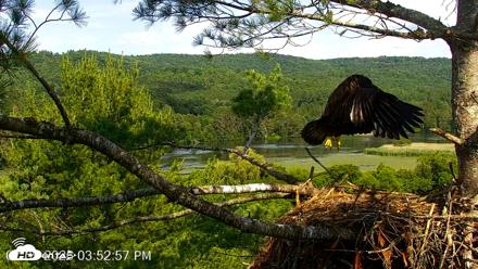 VINS Bald Eagles Nest Live Cams - Jul 9, 2026, 3:54pm EDT