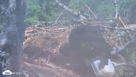 VINS Bald Eagles Nest Live Cams - Apr 27, 2026, 11:02am EDT