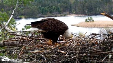 VINS Bald Eagles Nest Live Cams - May 3, 2026, 8:02am EDT