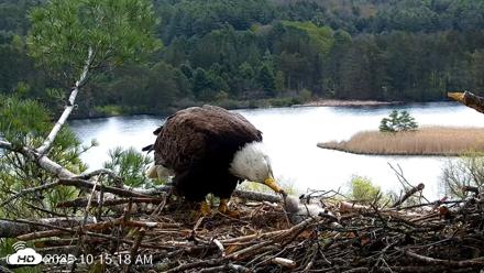 VINS Bald Eagles Nest Live Cams - May 8, 2026, 10:16am EDT