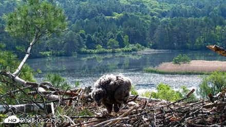 VINS Bald Eagles Nest Live Cams - May 27, 2026, 9:29am EDT