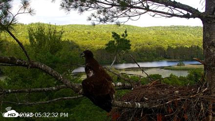 VINS Bald Eagles Nest Live Cams - Jul 3, 2026, 5:33pm EDT