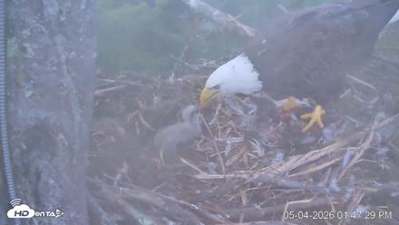 VINS Bald Eagles Nest Live Cams - May 4, 2026, 1:48pm EDT
