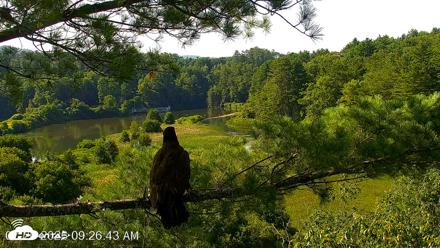 VINS Bald Eagles Nest Live Cams - Jul 26, 2026, 9:27am EDT