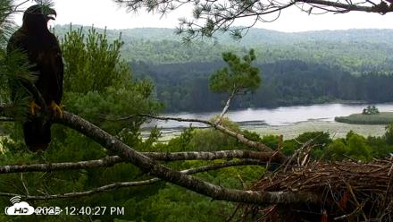VINS Bald Eagles Nest Live Cams - Jul 16, 2026, 12:41pm EDT