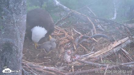 VINS Bald Eagles Nest Live Cams - May 3, 2026, 8:09am EDT