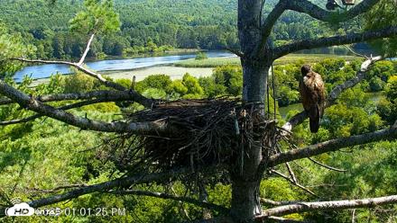 VINS Bald Eagles Nest Live Cams - Aug 21, 2026, 1:02pm EDT