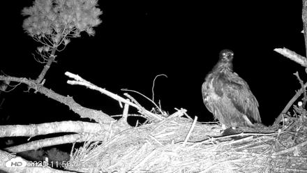 VINS Bald Eagles Nest Live Cams - Jun 27, 2026, 11:50pm EDT
