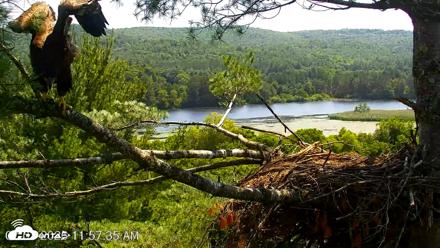 VINS Bald Eagles Nest Live Cams - Jul 3, 2026, 11:58am EDT