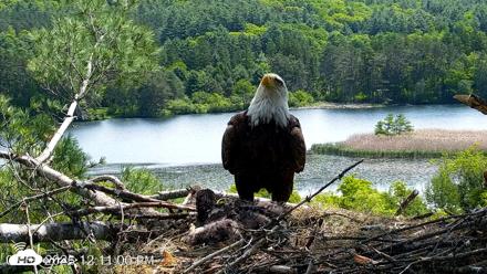 VINS Bald Eagles Nest Live Cams - Jun 2, 2026, 12:11pm EDT