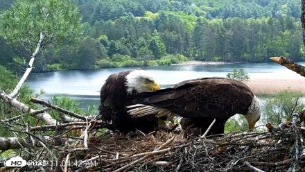 VINS Bald Eagles Nest Live Cams - May 20, 2026, 11:05am EDT
