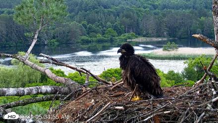 VINS Bald Eagles Nest Live Cams - Jun 20, 2026, 5:35am EDT