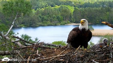 VINS Bald Eagles Nest Live Cams - May 19, 2026, 3:31pm EDT