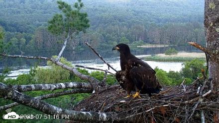 VINS Bald Eagles Nest Live Cams - Jul 2, 2026, 7:52pm EDT