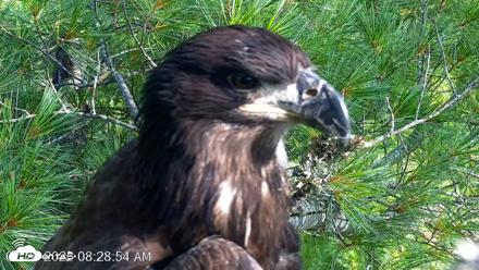 VINS Bald Eagles Nest Live Cams - Jul 26, 2026, 8:29am EDT