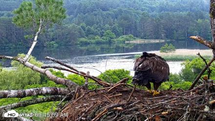 VINS Bald Eagles Nest Live Cams - Jun 26, 2026, 9:45am EDT