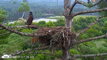 VINS Bald Eagles Nest Live Cams - Jul 29, 2026, 7:28am EDT