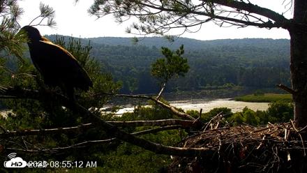 VINS Bald Eagles Nest Live Cams - Jul 13, 2026, 8:56am EDT