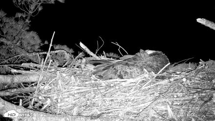 VINS Bald Eagles Nest Live Cams - Apr 24, 2026, 1:00am EDT