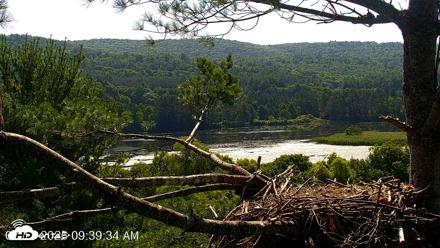 VINS Bald Eagles Nest Live Cams - Jul 17, 2026, 9:41am EDT