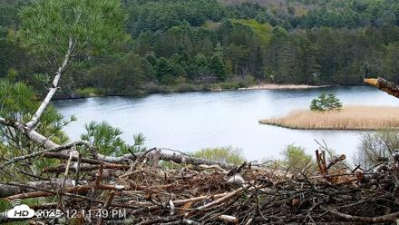 VINS Bald Eagles Nest Live Cams - May 8, 2026, 12:12pm EDT