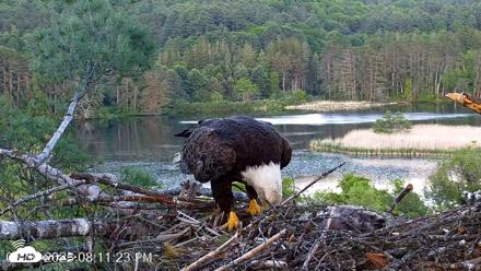 VINS Bald Eagles Nest Live Cams - May 30, 2026, 8:12pm EDT