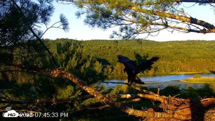 VINS Bald Eagles Nest Live Cams - Jul 19, 2026, 7:46pm EDT