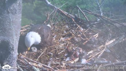 VINS Bald Eagles Nest Live Cams - May 5, 2026, 8:55am EDT