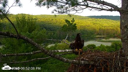 VINS Bald Eagles Nest Live Cams - Jul 9, 2026, 6:52pm EDT