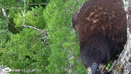 VINS Bald Eagles Nest Live Cams - Jul 28, 2026, 11:30am EDT