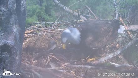 VINS Bald Eagles Nest Live Cams - Apr 27, 2026, 11:08am EDT