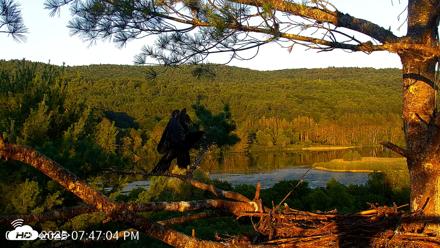 VINS Bald Eagles Nest Live Cams - Jul 20, 2026, 7:47pm EDT