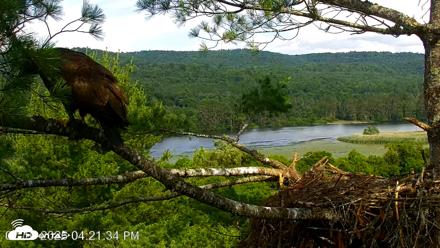 VINS Bald Eagles Nest Live Cams - Jul 10, 2026, 4:22pm EDT