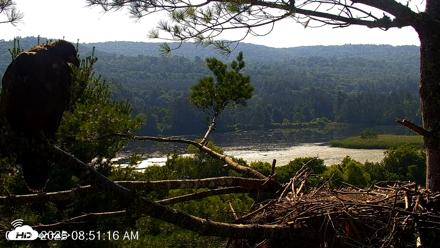 VINS Bald Eagles Nest Live Cams - Jul 16, 2026, 8:52am EDT