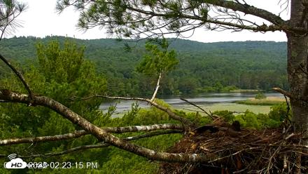 VINS Bald Eagles Nest Live Cams - Jul 6, 2026, 2:24pm EDT