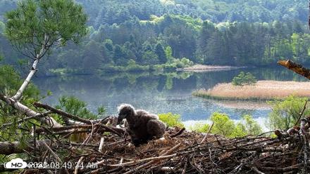 VINS Bald Eagles Nest Live Cams - May 20, 2026, 8:50am EDT