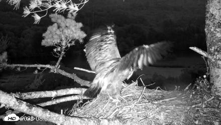 VINS Bald Eagles Nest Live Cams - Jun 30, 2026, 8:55pm EDT