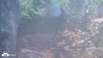VINS Bald Eagles Nest Live Cams - Apr 27, 2026, 12:33pm EDT