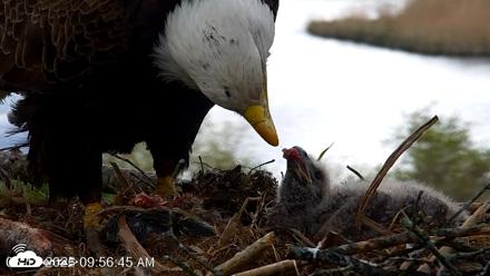 VINS Bald Eagles Nest Live Cams - May 12, 2026, 9:57am EDT