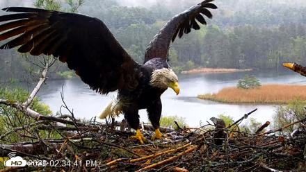 VINS Bald Eagles Nest Live Cams - May 14, 2026, 2:35pm EDT