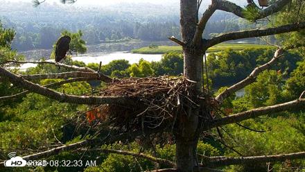 VINS Bald Eagles Nest Live Cams - Jul 27, 2026, 8:33am EDT