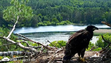 VINS Bald Eagles Nest Live Cams - Jun 16, 2026, 11:27am EDT