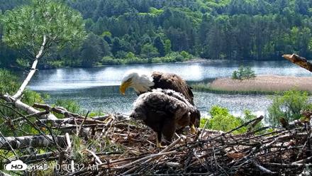 VINS Bald Eagles Nest Live Cams - May 27, 2026, 10:31am EDT