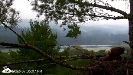 VINS Bald Eagles Nest Live Cams - Jul 18, 2026, 7:36pm EDT