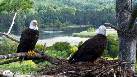 VINS Bald Eagles Nest Live Cams - Aug 22, 2026, 2:10pm EDT